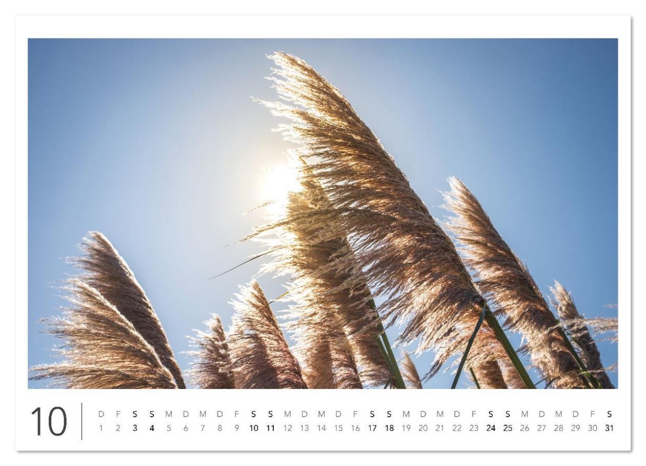 Beispielinhalt (Bild) California Highway No. 1 - Die schönste Küstenstraße der USA (Wandkalender 2026 DIN A3 quer), CALVENDO Monatskalender