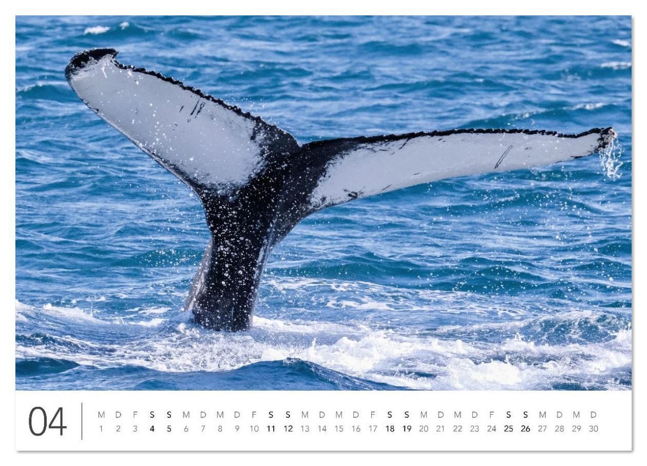 Beispielinhalt (Bild) Magisches Island (hochwertiger Premium Wandkalender 2026 DIN A2 quer), Kunstdruck in Hochglanz