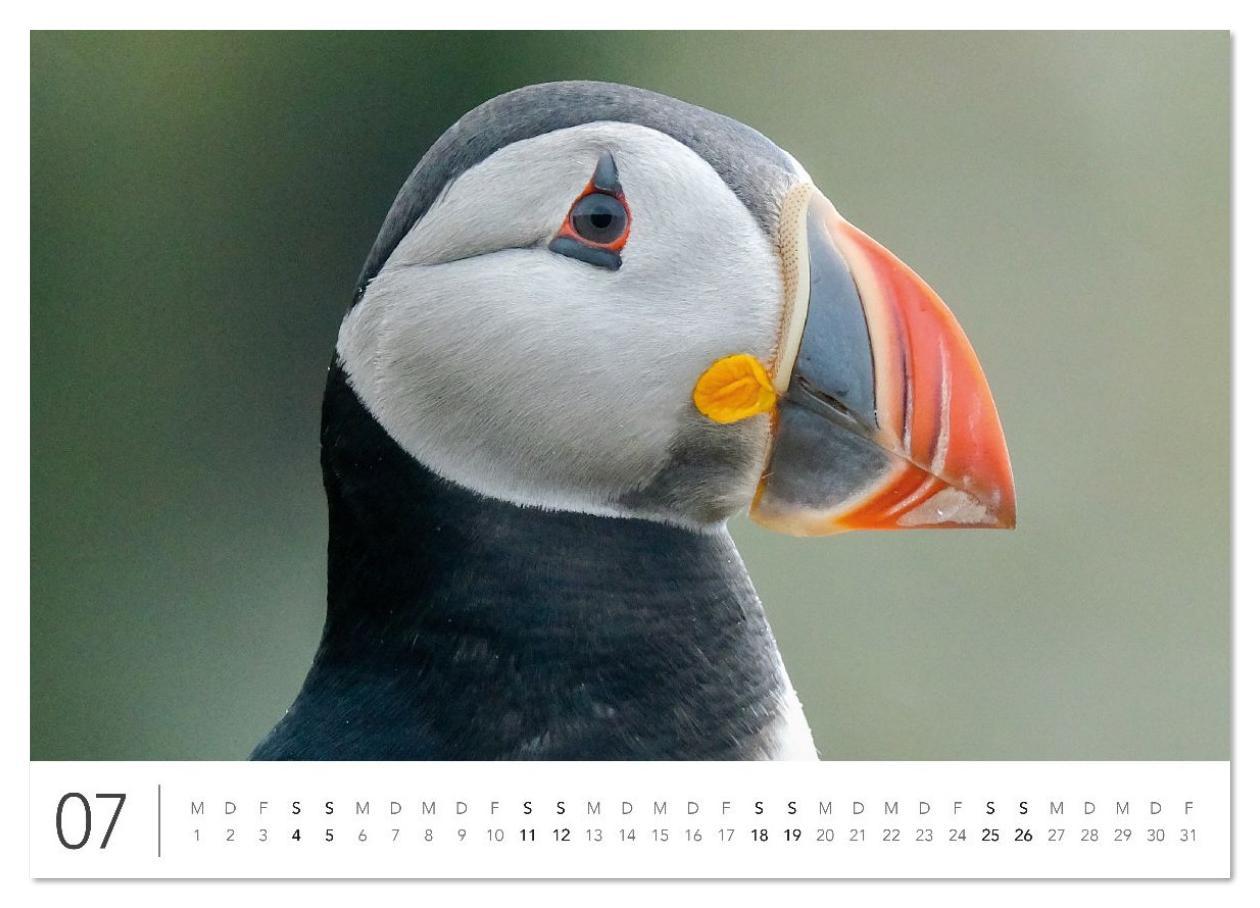 Beispielinhalt (Bild) Magisches Island (hochwertiger Premium Wandkalender 2026 DIN A2 quer), Kunstdruck in Hochglanz