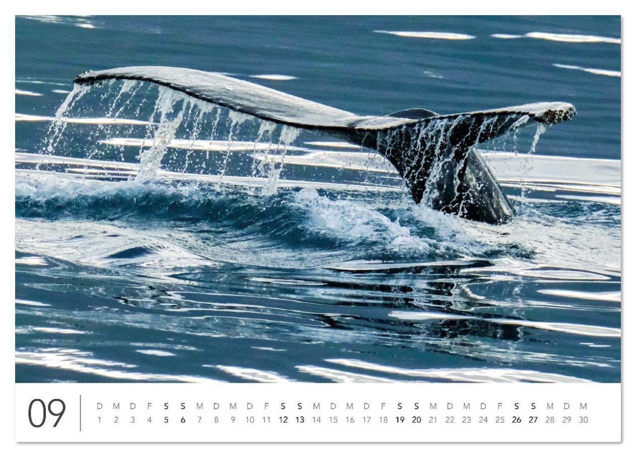 Beispielinhalt (Bild) Magisches Island (Tischkalender 2026 DIN A5 quer), CALVENDO Monatskalender