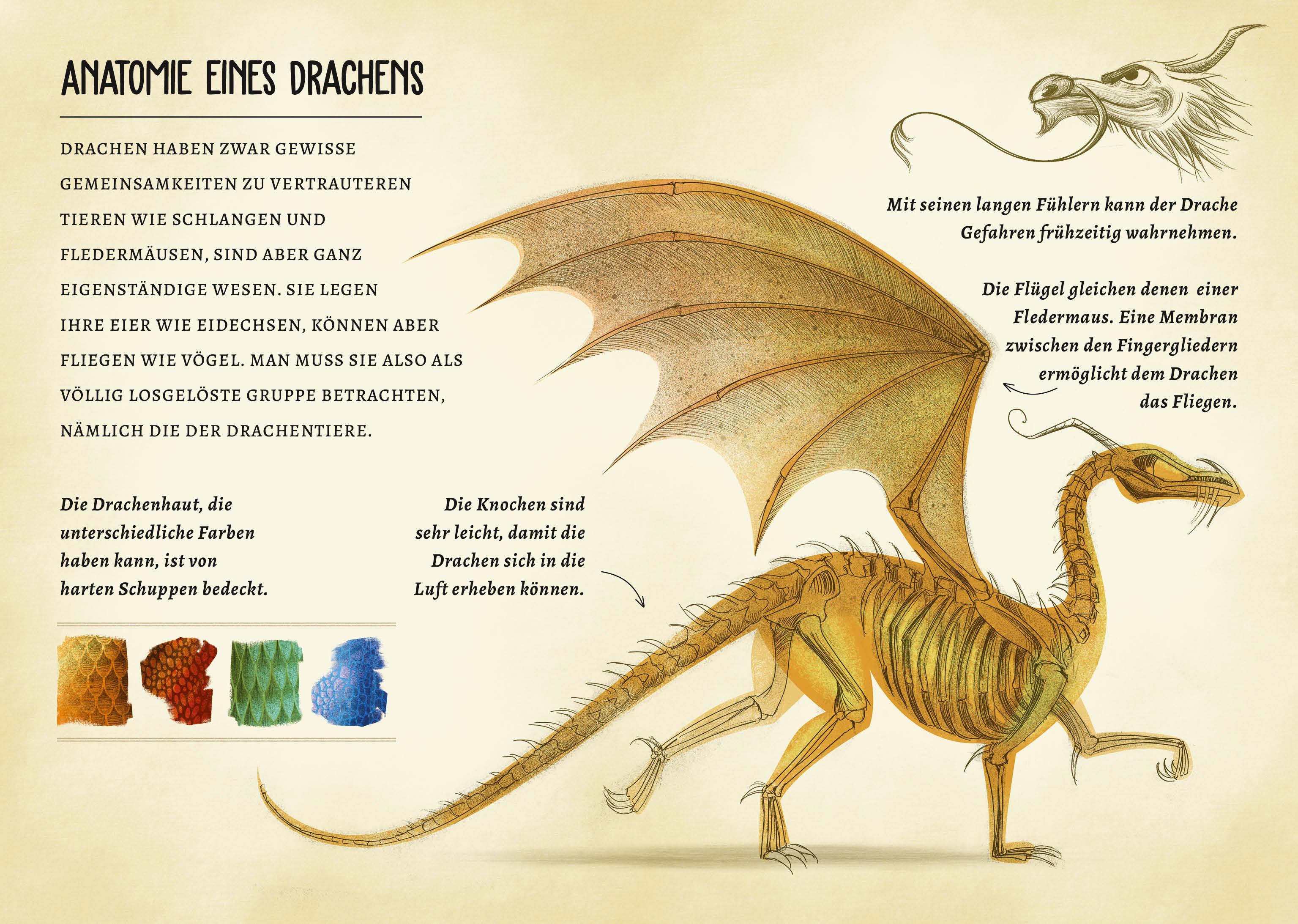 Beispielinhalt (Bild) Drachen