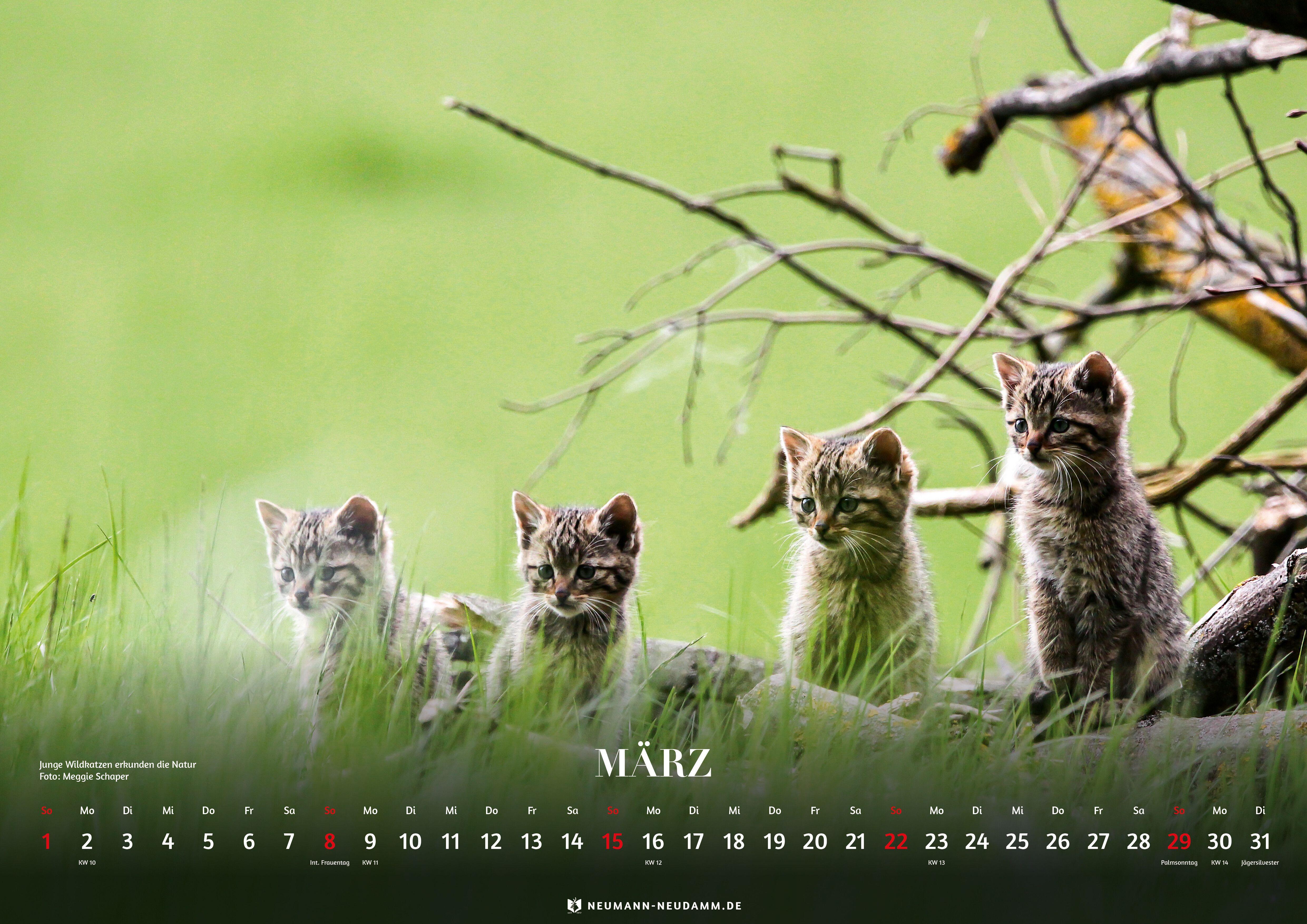 Beispielinhalt (Bild) Wald & Wild 2026
