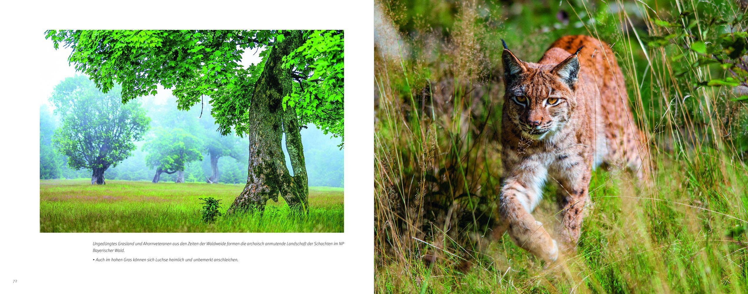 Beispielinhalt (Bild) Luchs