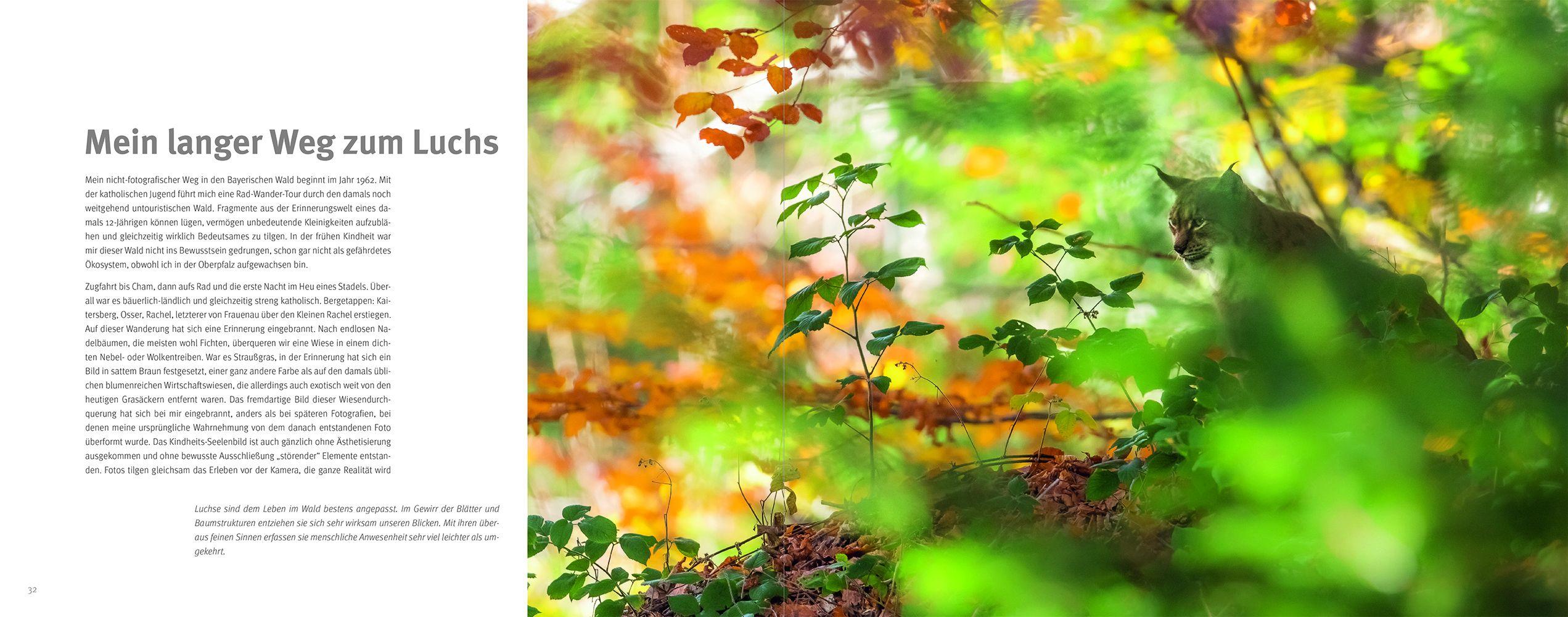 Beispielinhalt (Bild) Luchs