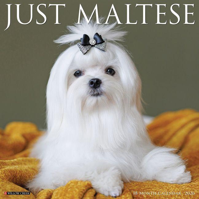 Vorderes Coverbild Maltese 2026 12 X 12 Wall Calendar