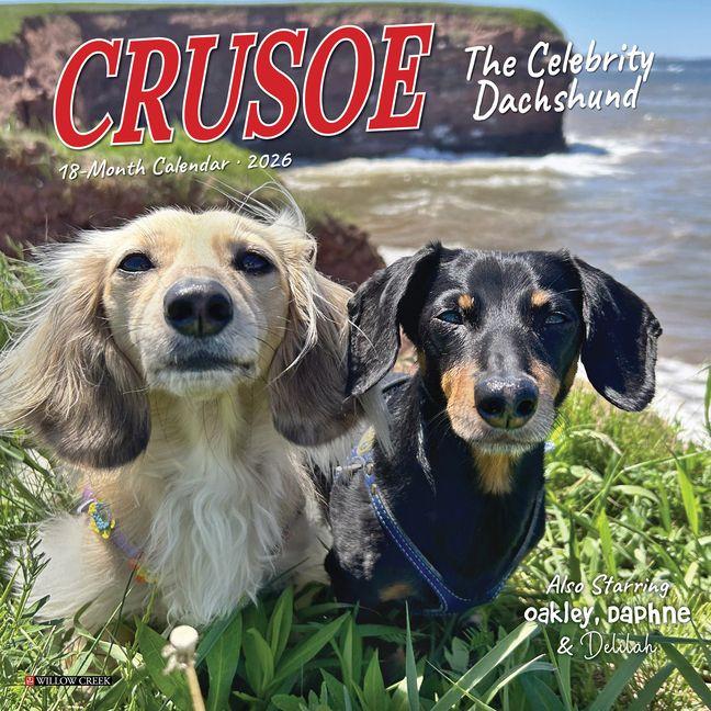 Vorderes Coverbild Crusoe the Celebrity Dachshund 2026 7 X 7 Mini Wall Calendar