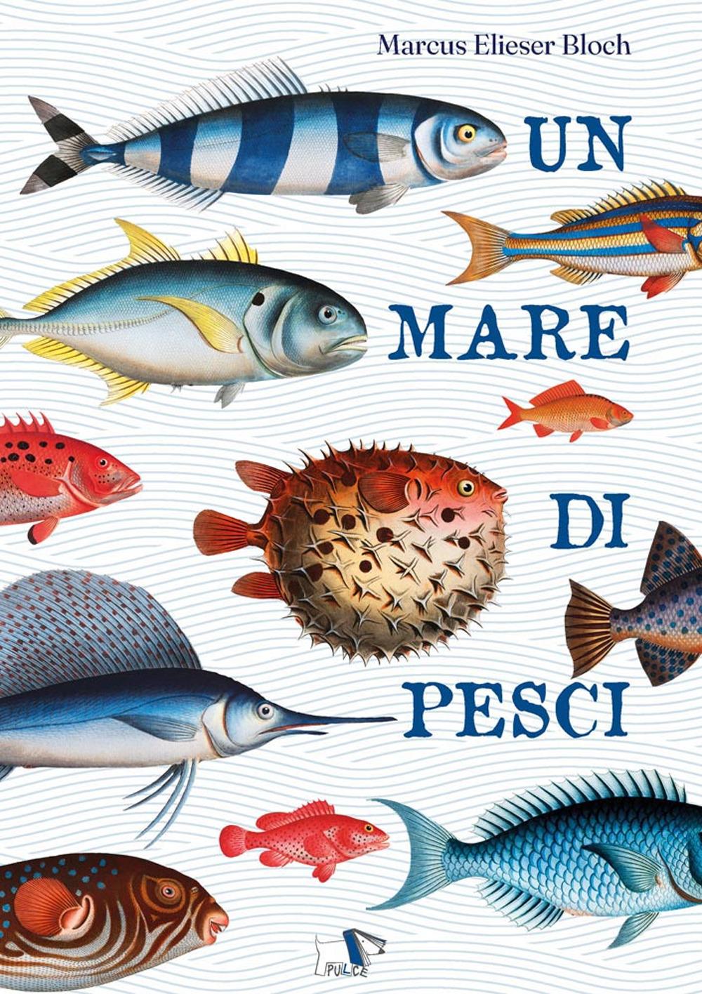 Vorderes Coverbild Un mare di pesci