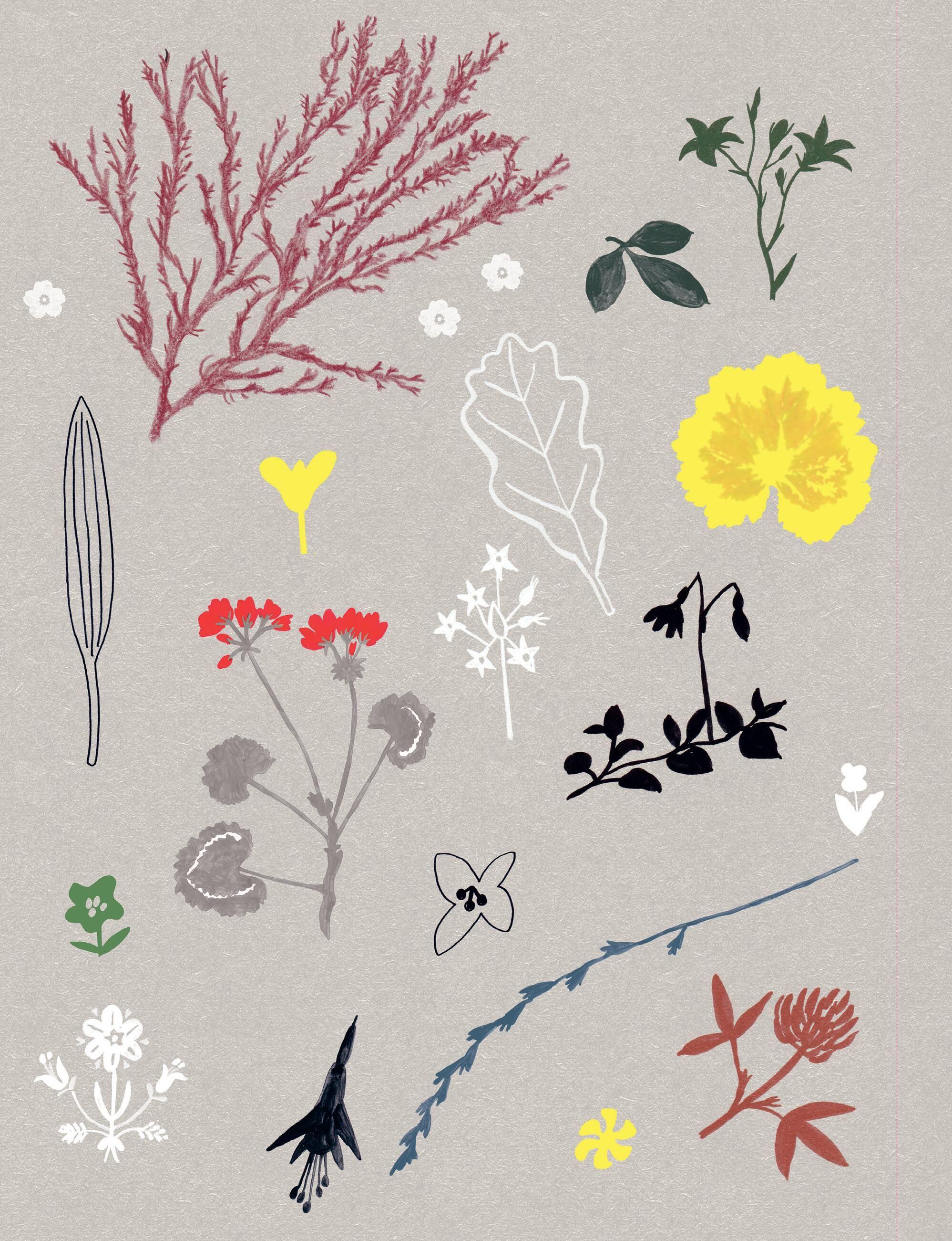 Beispielinhalt (Bild) Paper Book for Nature Lovers