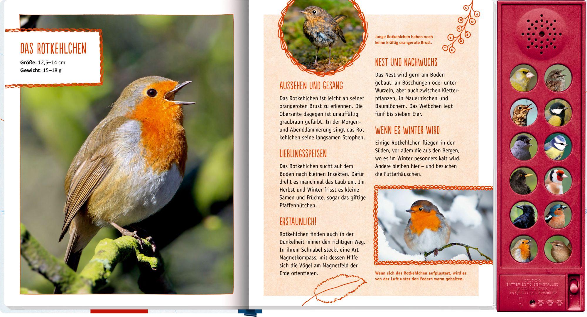 Beispielinhalt (Bild) Vögel in unserem Garten