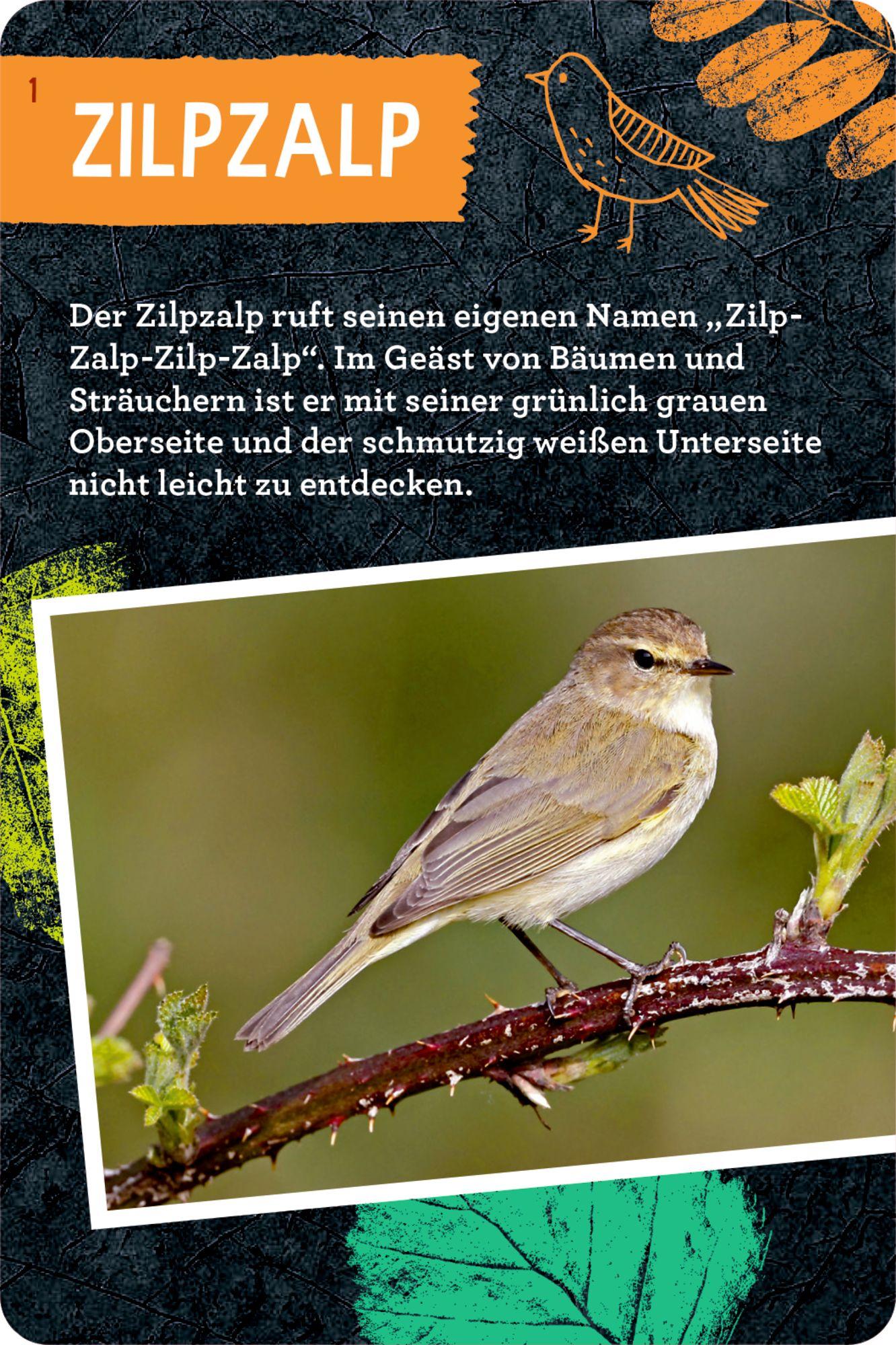 Beispielinhalt (Bild) 50 Vögel bestimmen