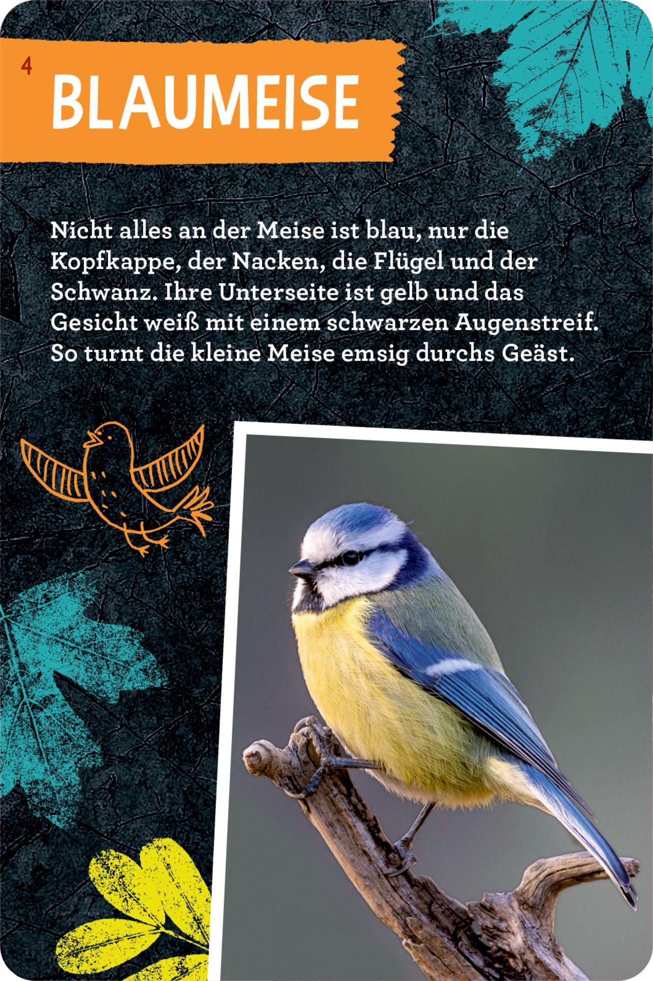 Beispielinhalt (Bild) 50 Vögel bestimmen