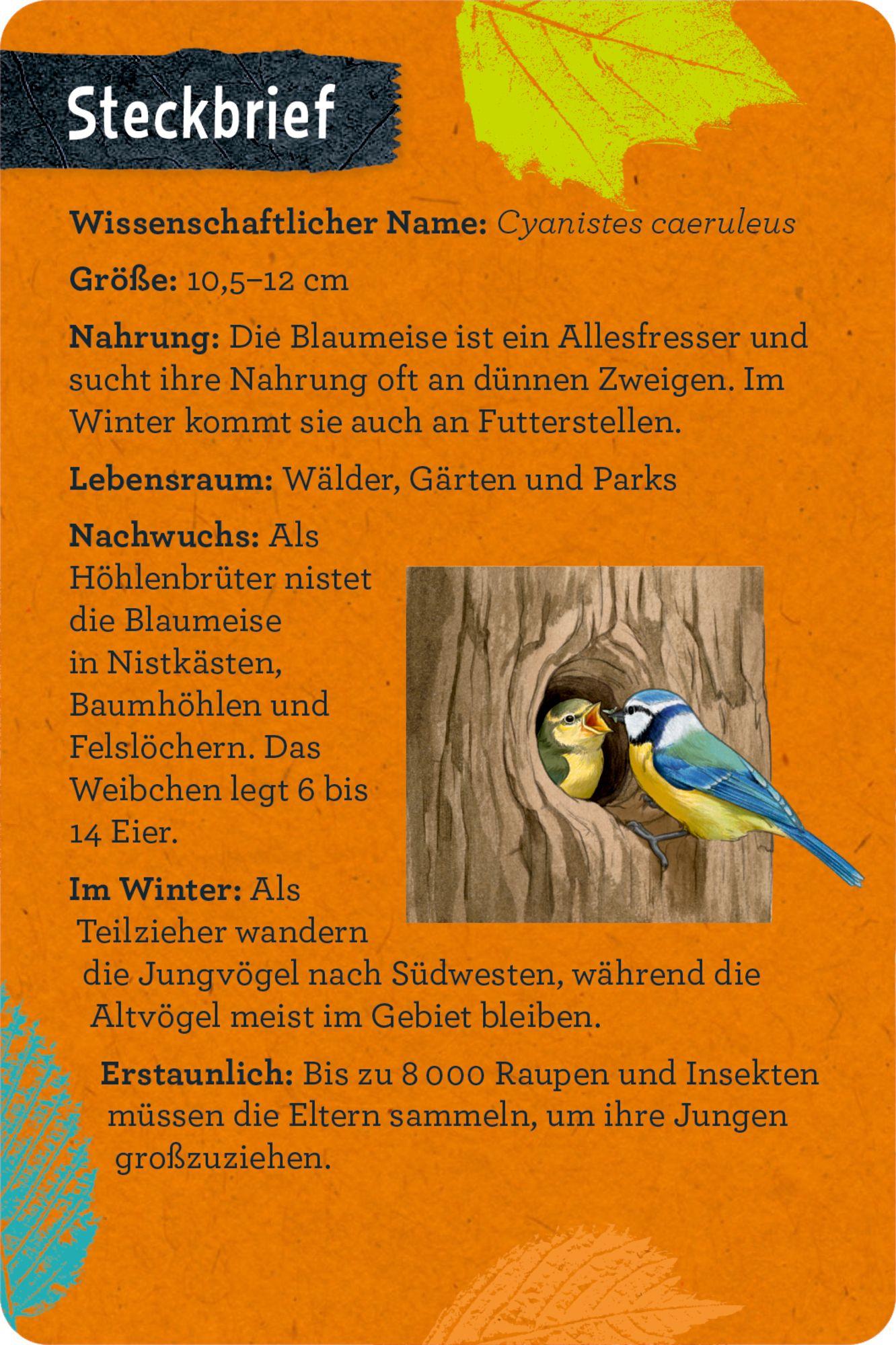 Beispielinhalt (Bild) 50 Vögel bestimmen