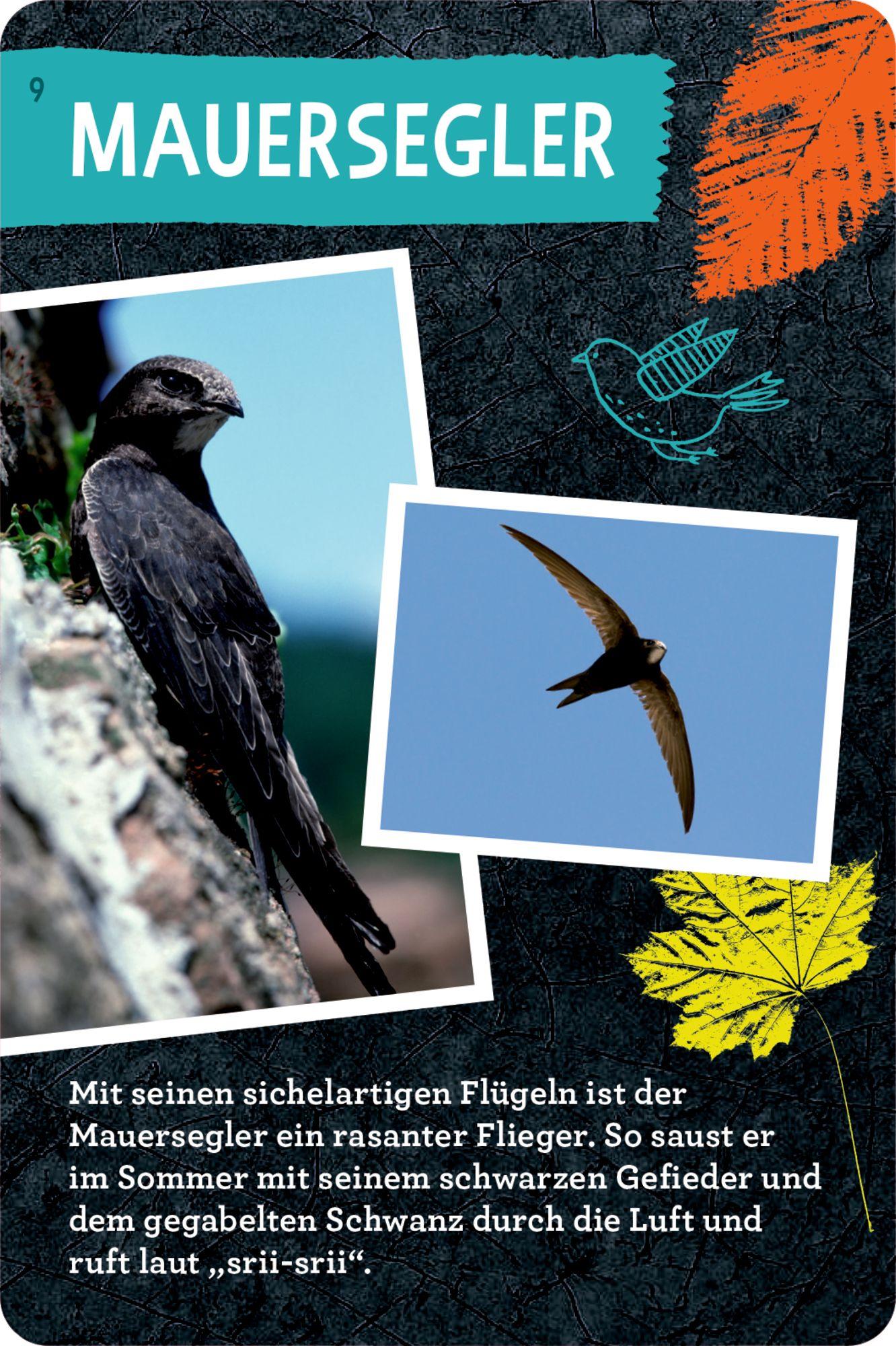 Beispielinhalt (Bild) 50 Vögel bestimmen