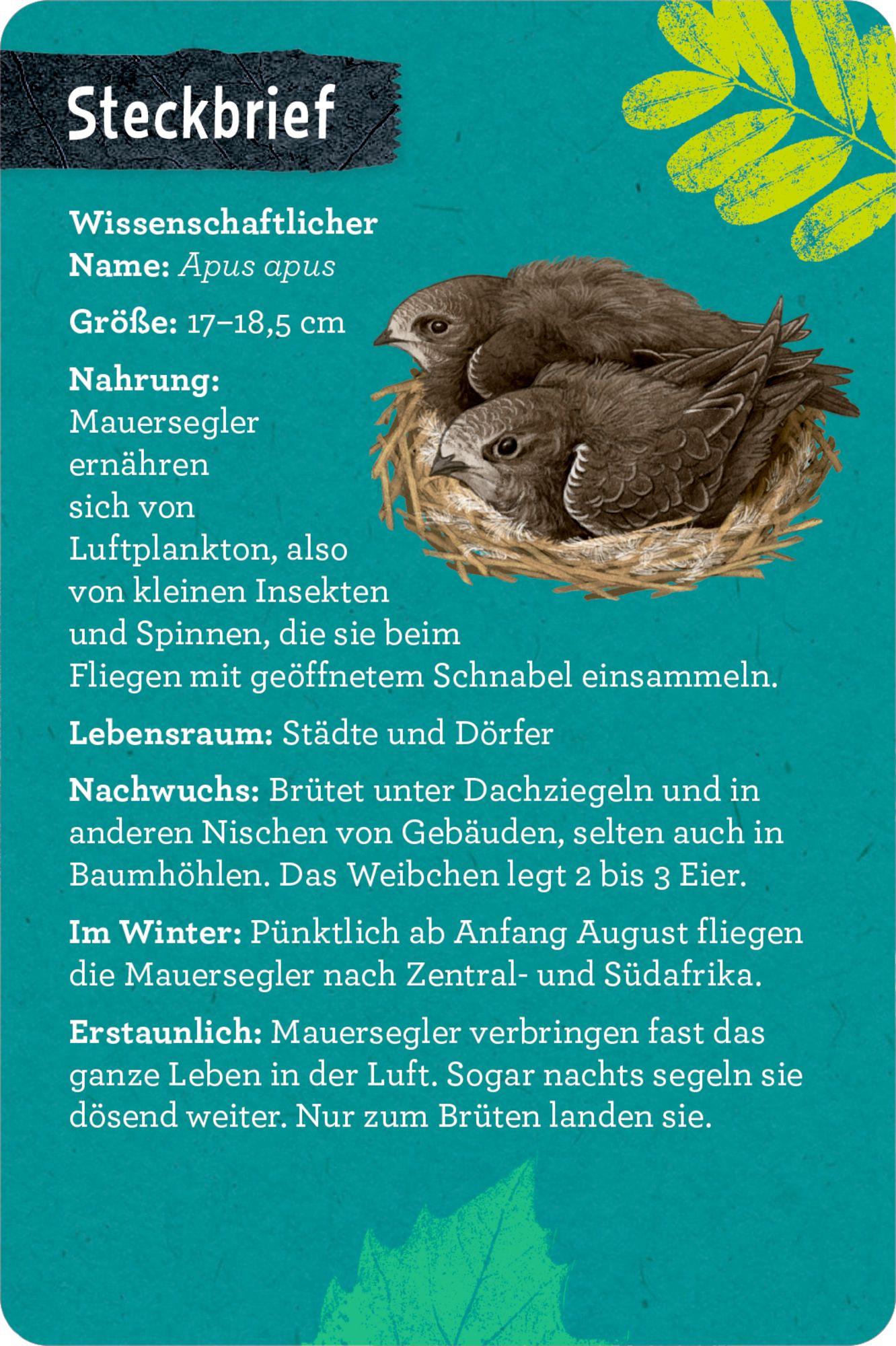Beispielinhalt (Bild) 50 Vögel bestimmen