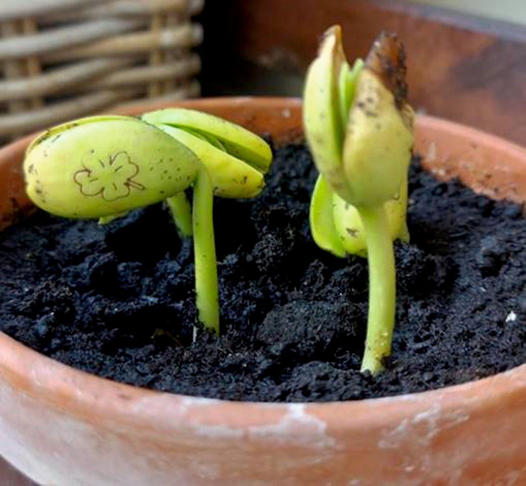 Beispielinhalt (Bild) Geprägte Saatbohnen - Pflanze deine Wünsche