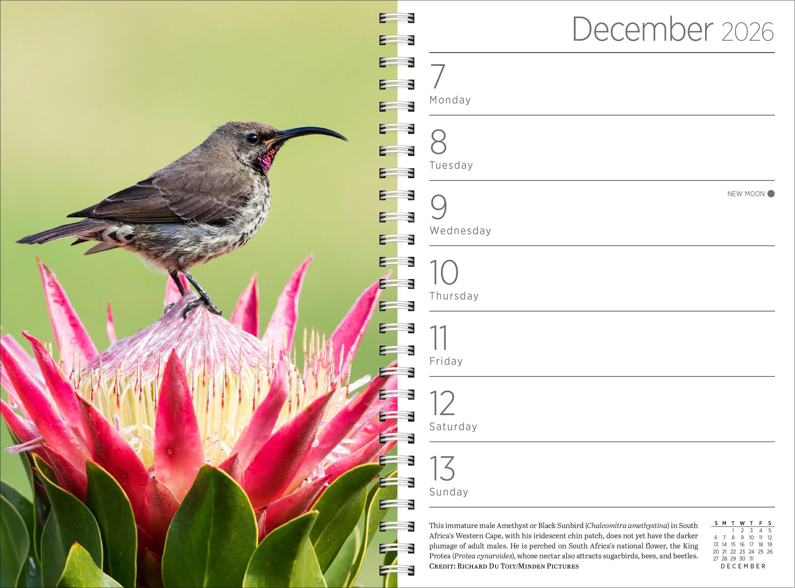 Beispielinhalt (Bild) Audubon Engagement Calendar 2026