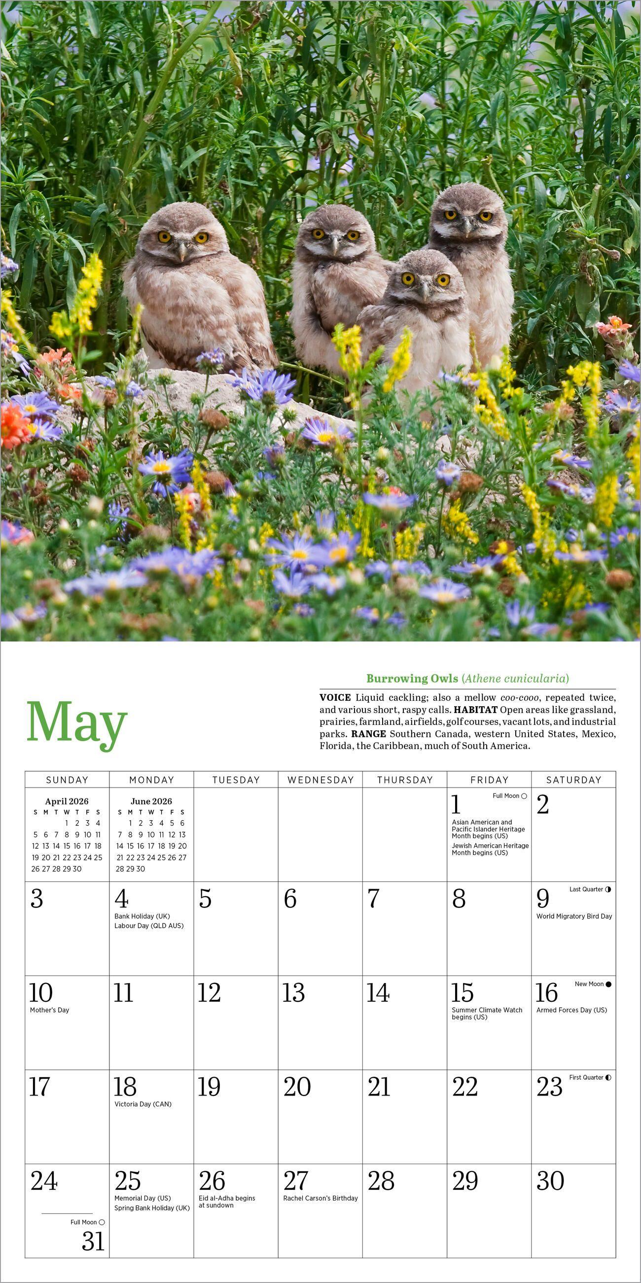 Beispielinhalt (Bild) Audubon Little Owls Mini Wall Calendar 2026