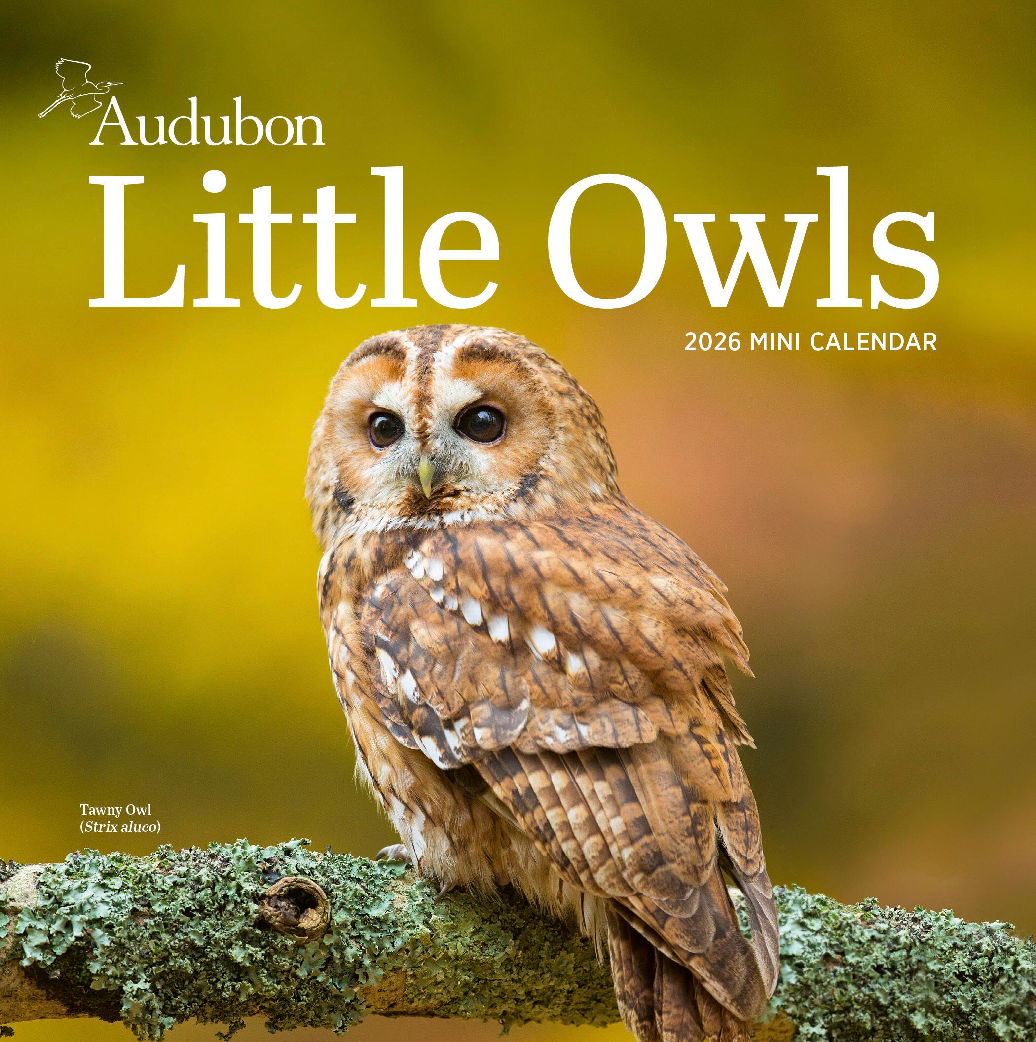 Vorderes Coverbild Audubon Little Owls Mini Wall Calendar 2026