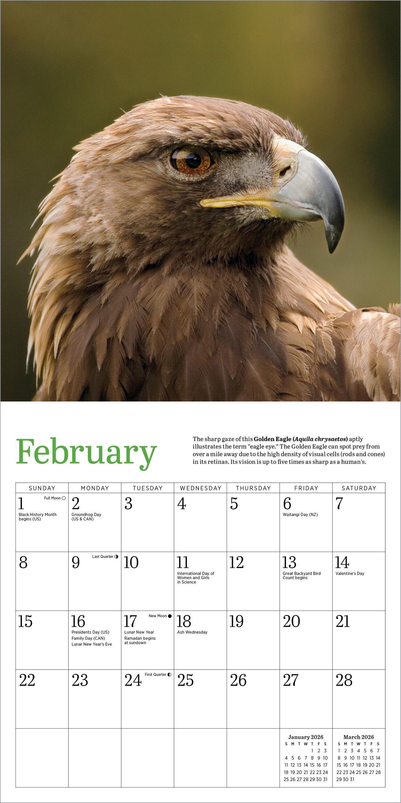Beispielinhalt (Bild) Audubon Eagles Mini Wall Calendar 2026