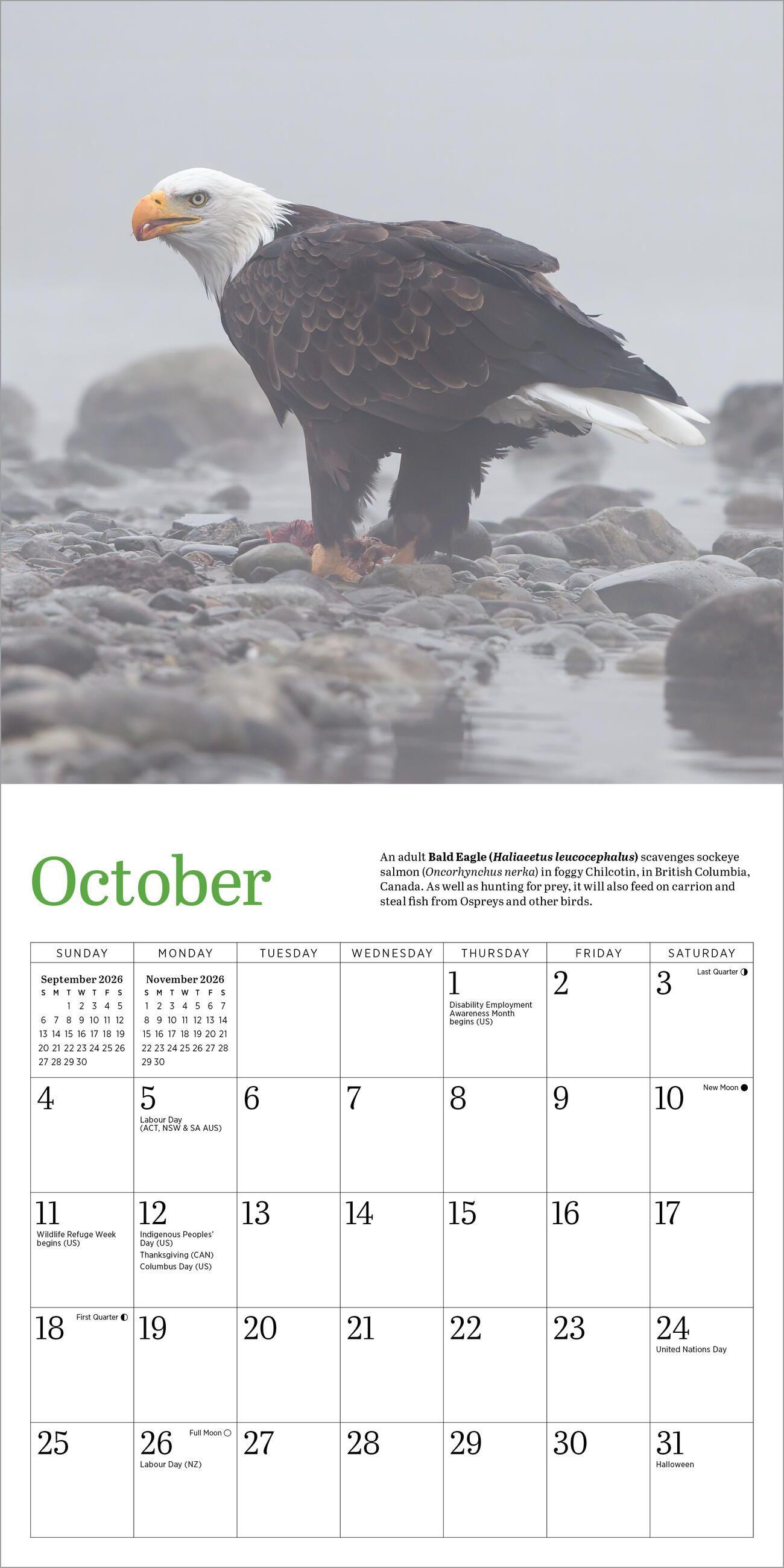 Beispielinhalt (Bild) Audubon Eagles Mini Wall Calendar 2026