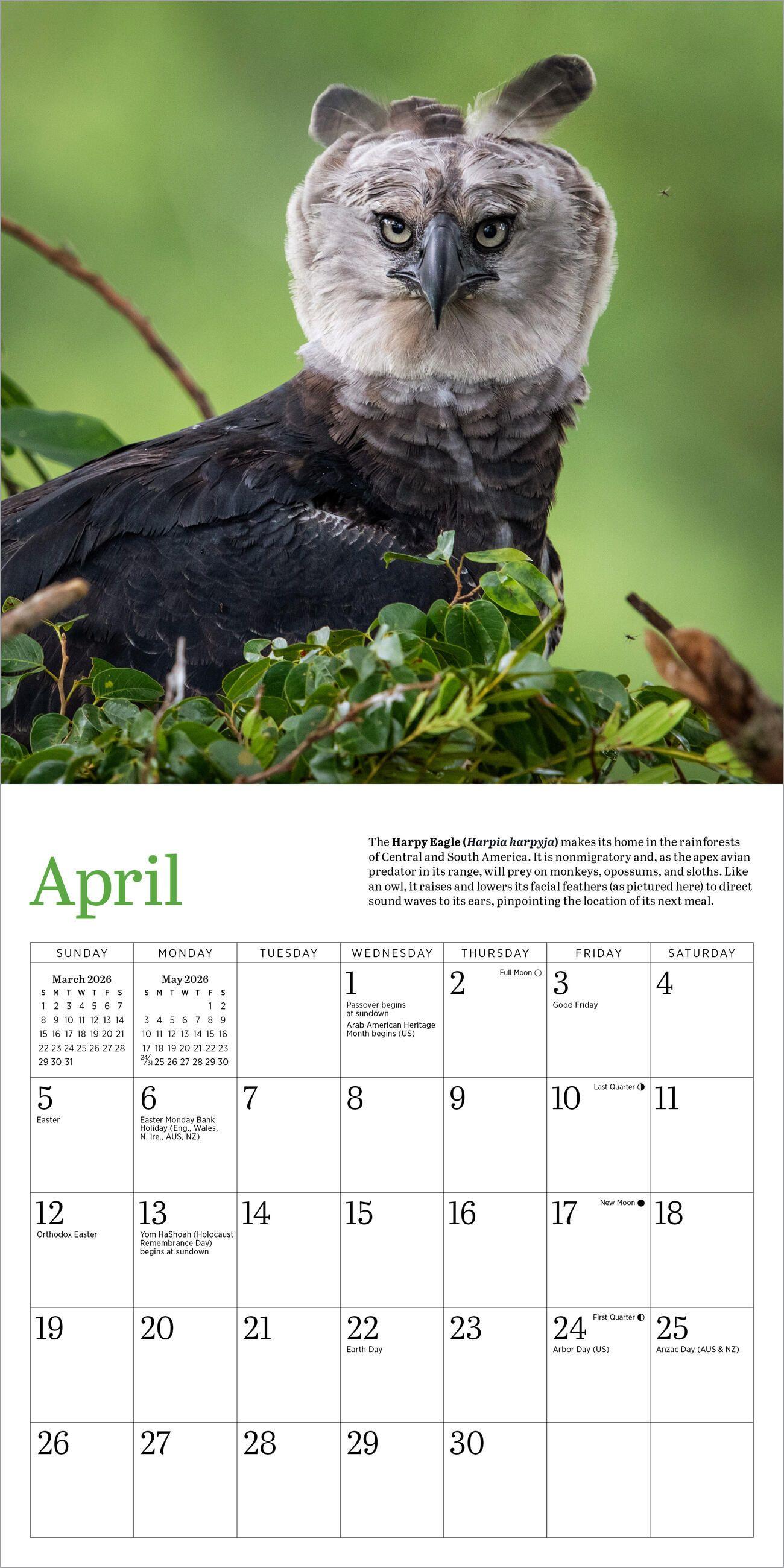 Beispielinhalt (Bild) Audubon Eagles Mini Wall Calendar 2026