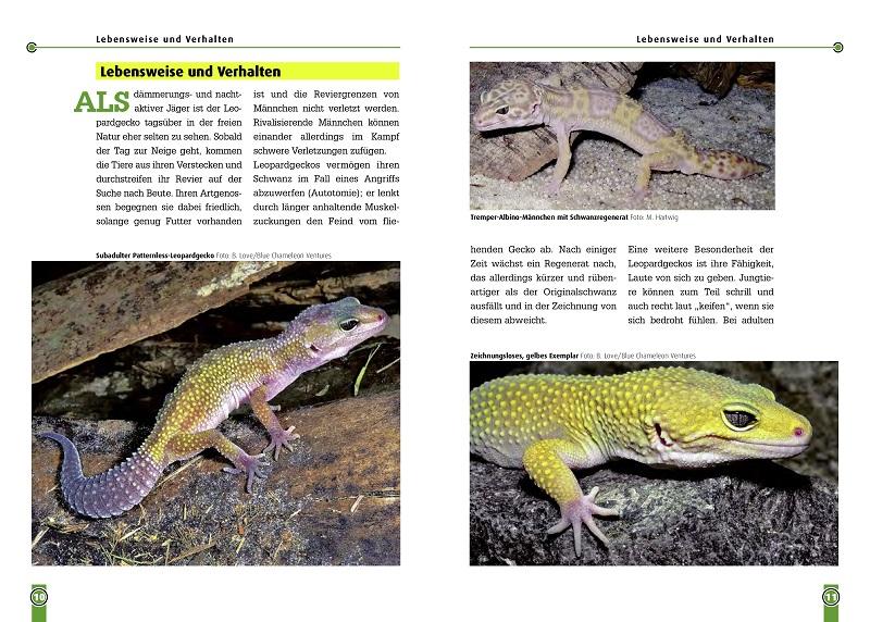 Beispielinhalt (Bild) Der Leopardgecko - Eublepharis Macularius