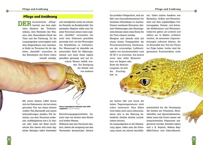 Beispielinhalt (Bild) Der Leopardgecko - Eublepharis Macularius