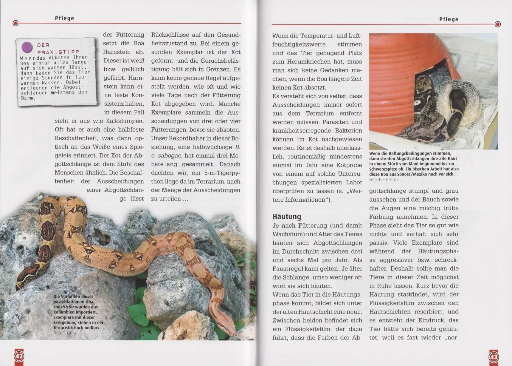 Beispielinhalt (Bild) Die Abgottschlange - Boa Constrictor