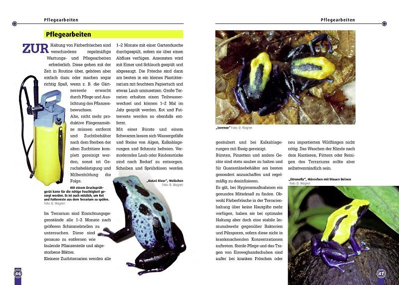 Beispielinhalt (Bild) Der Färberfrosch - Dendrobates Tinctorius