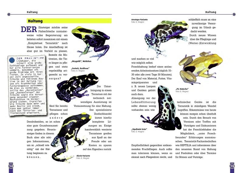 Beispielinhalt (Bild) Der Färberfrosch - Dendrobates Tinctorius