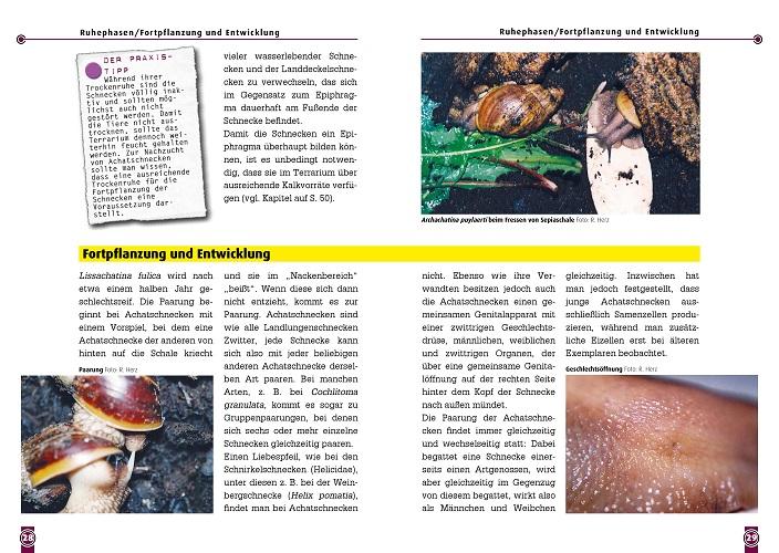 Beispielinhalt (Bild) Die Afrikanische Riesenschnecke - Achatina Fulica