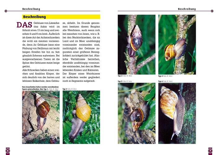 Beispielinhalt (Bild) Die Afrikanische Riesenschnecke - Achatina Fulica