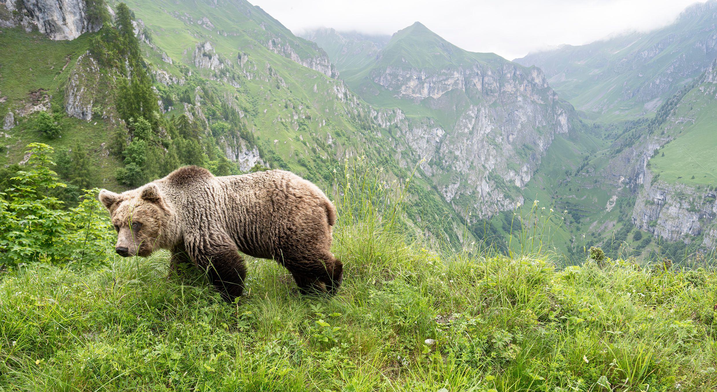 Beispielinhalt (Bild) Ursus Brenta - Die Rückkehr der Bären in die Alpen
