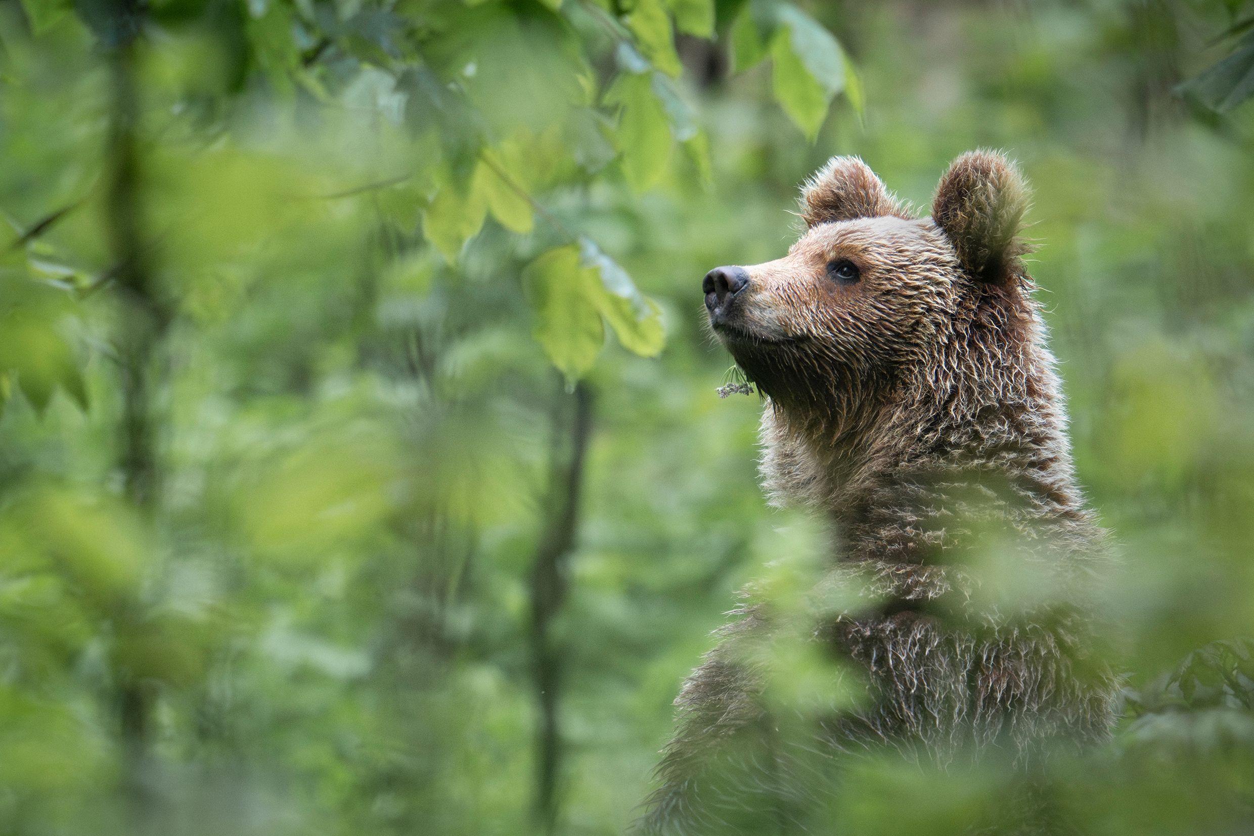 Beispielinhalt (Bild) Ursus Brenta - Die Rückkehr der Bären in die Alpen