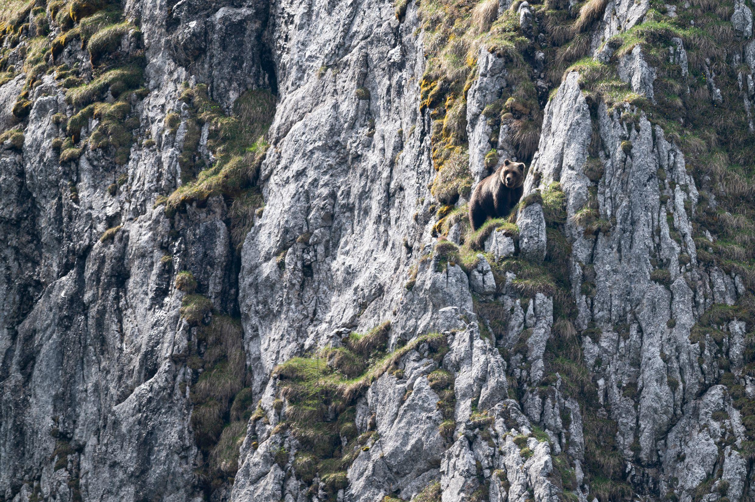 Beispielinhalt (Bild) Ursus Brenta - Die Rückkehr der Bären in die Alpen