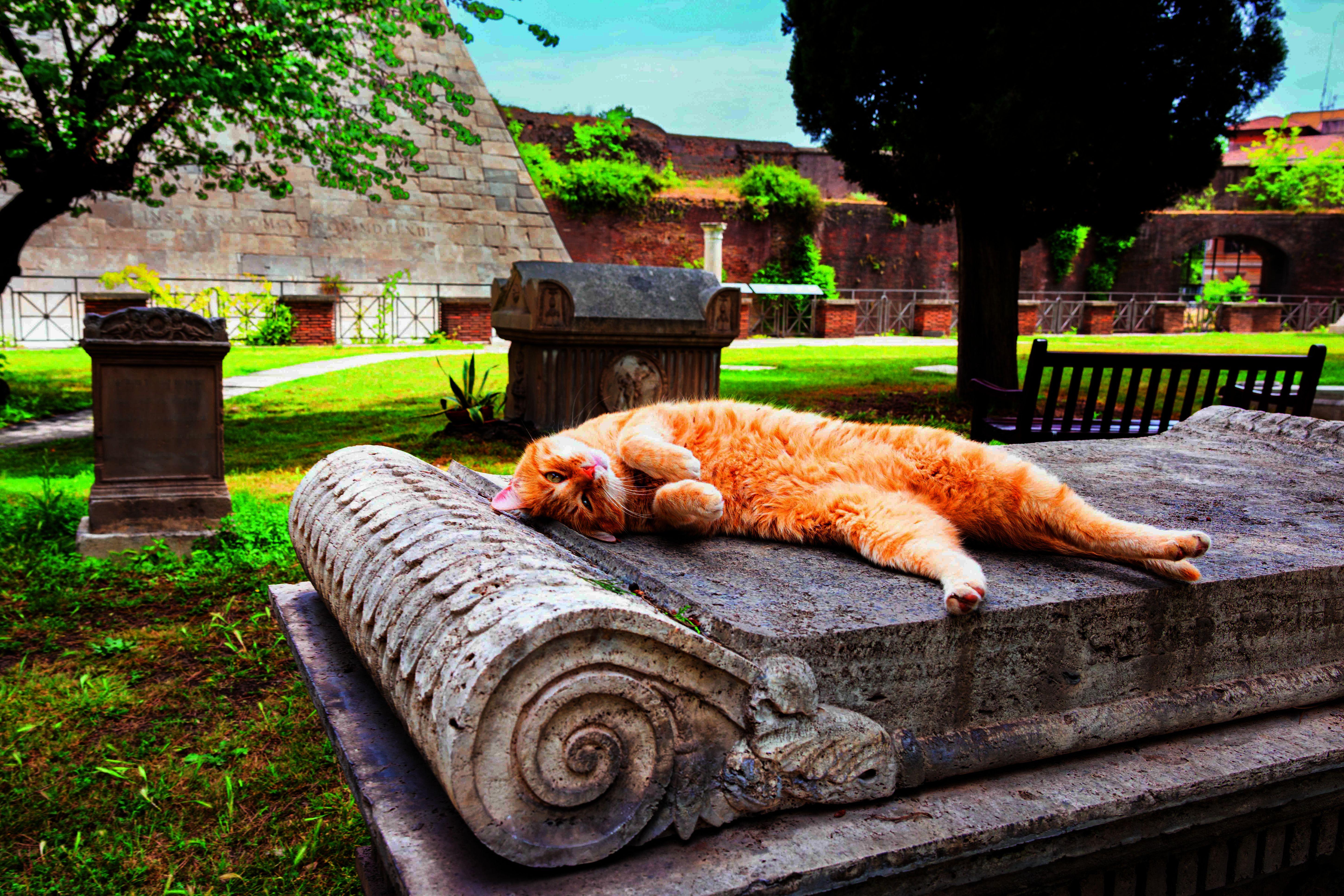 Beispielinhalt (Bild) Katzen der Welt