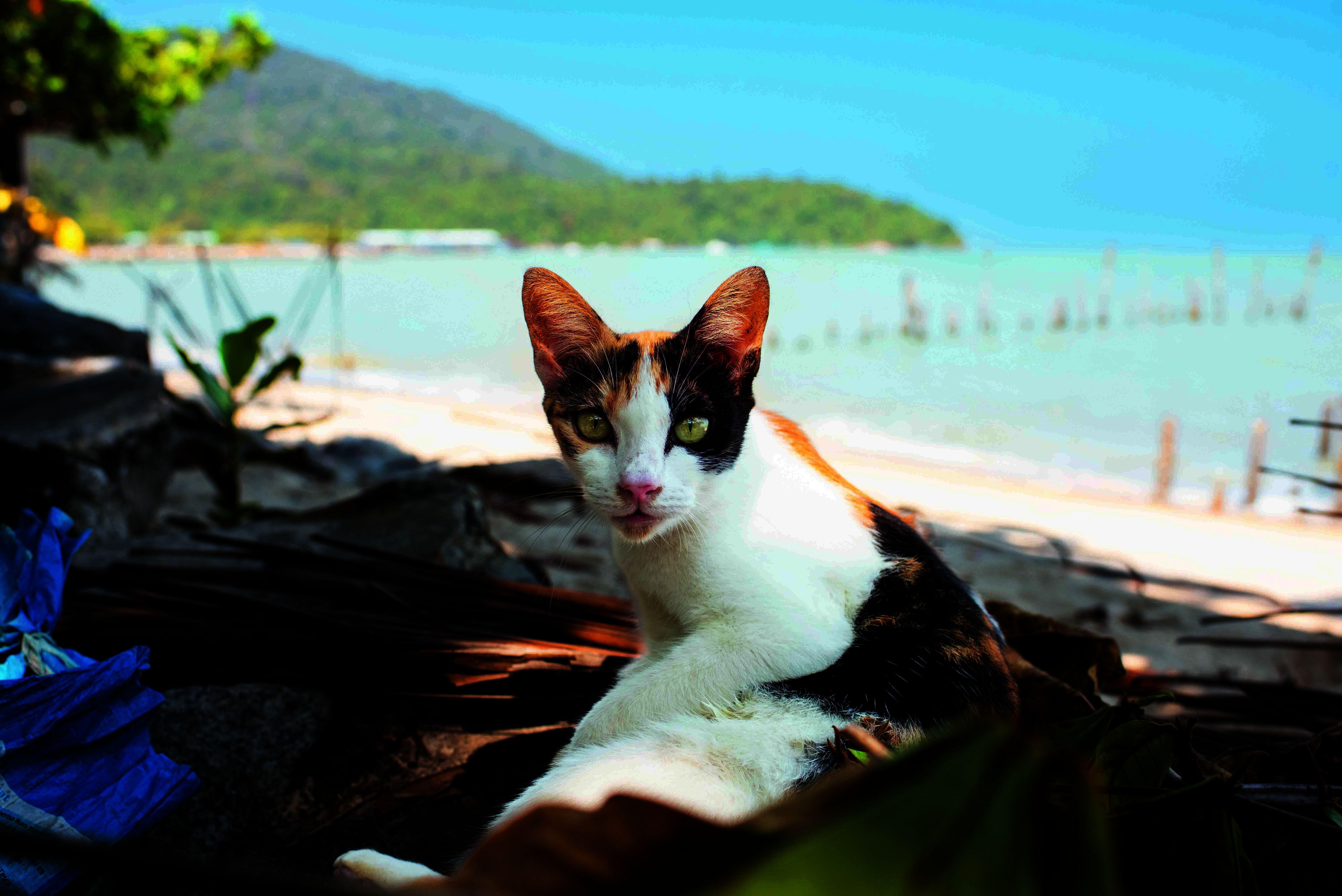Beispielinhalt (Bild) Katzen der Welt
