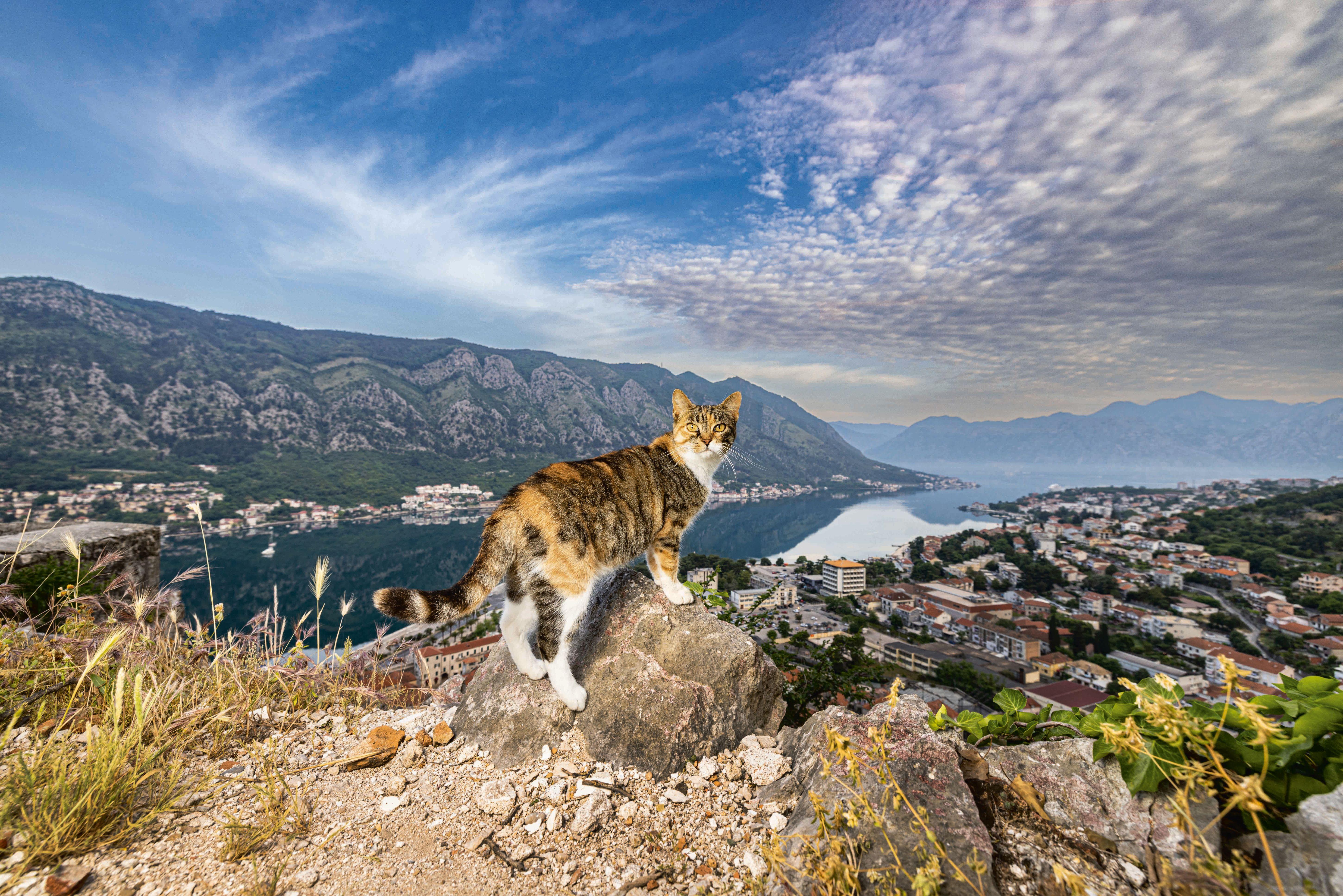 Beispielinhalt (Bild) Katzen der Welt