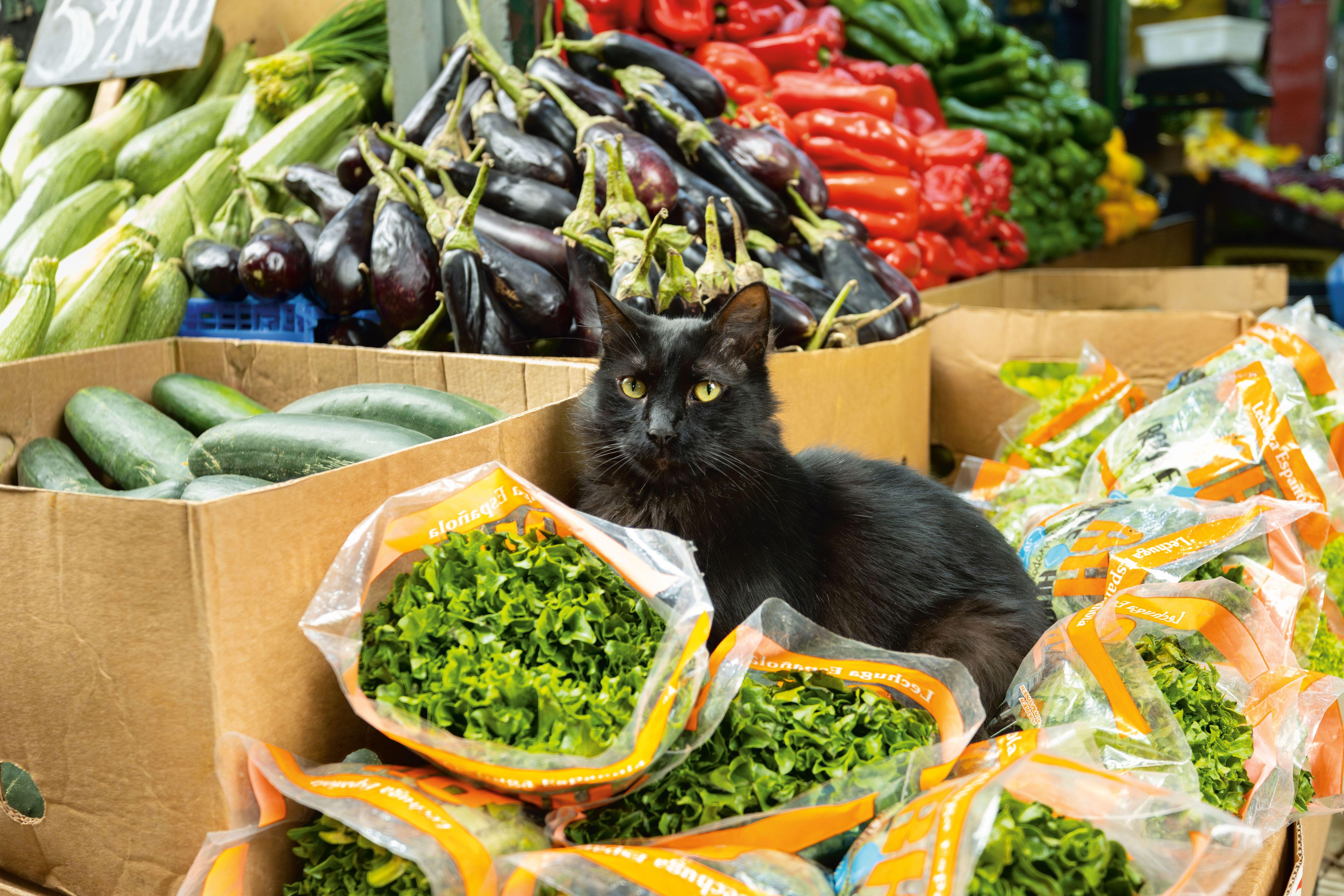 Beispielinhalt (Bild) Katzen der Welt