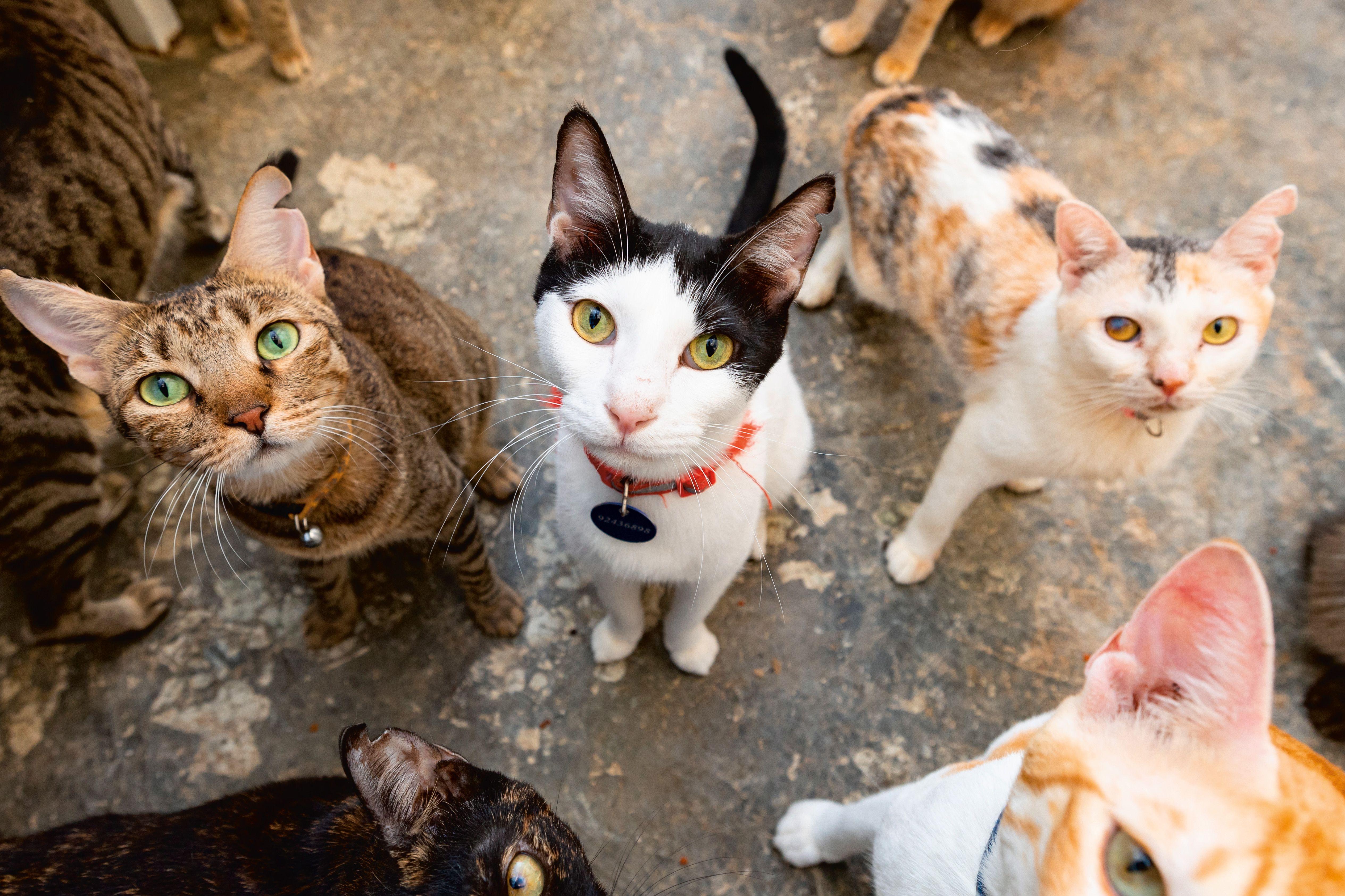 Beispielinhalt (Bild) Katzen der Welt