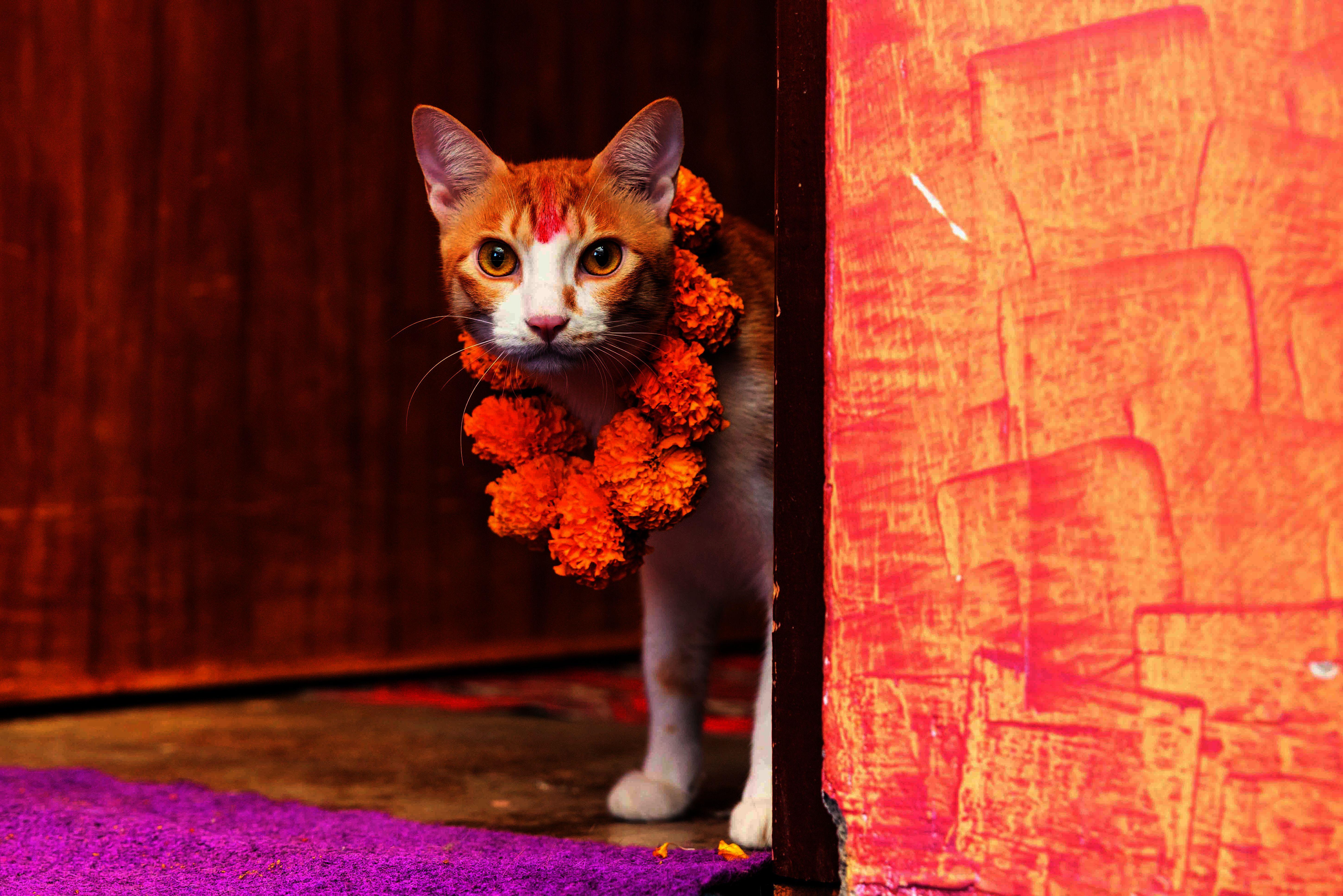 Beispielinhalt (Bild) Katzen der Welt