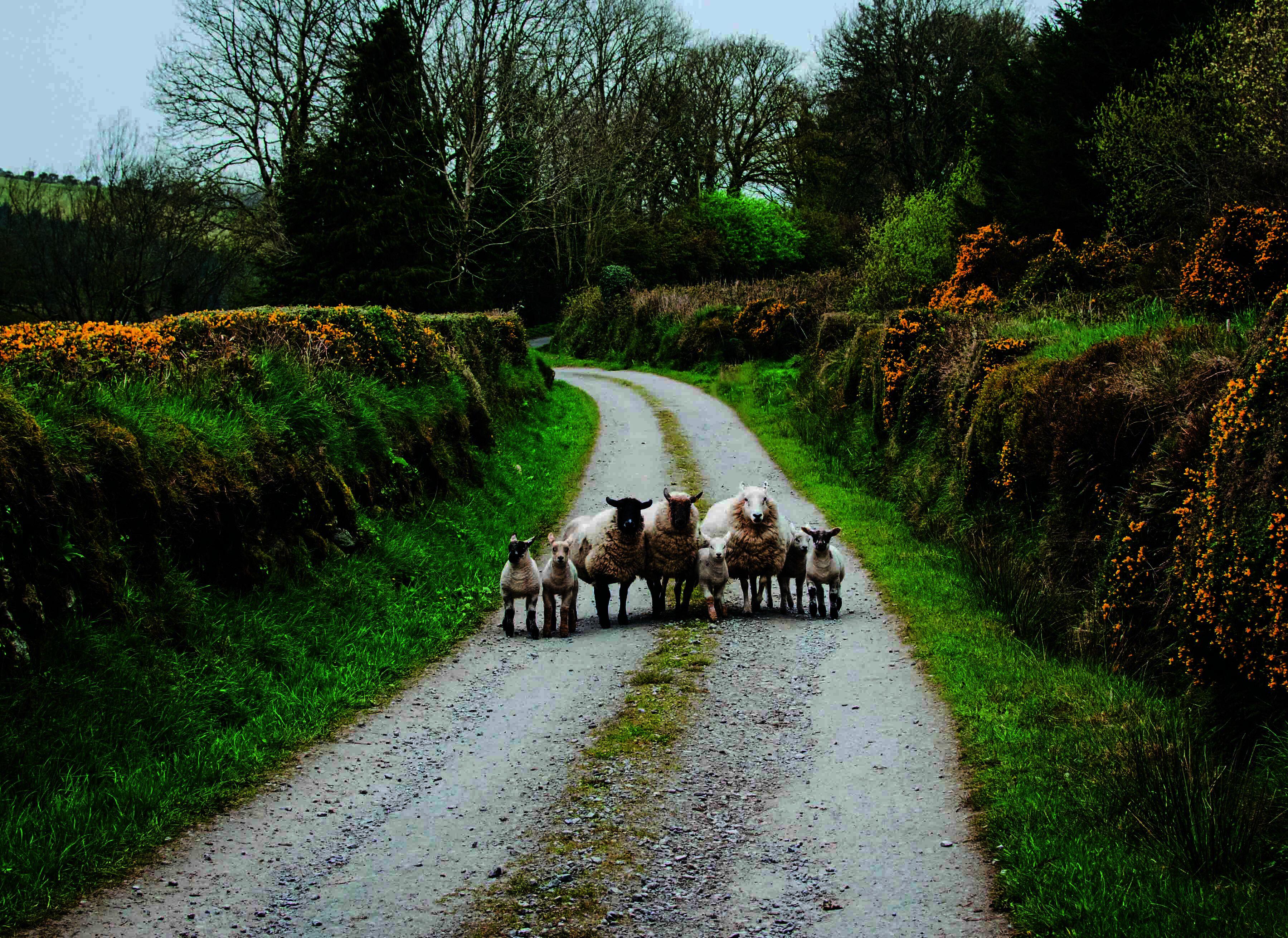 Beispielinhalt (Bild) Roadtrips Irland