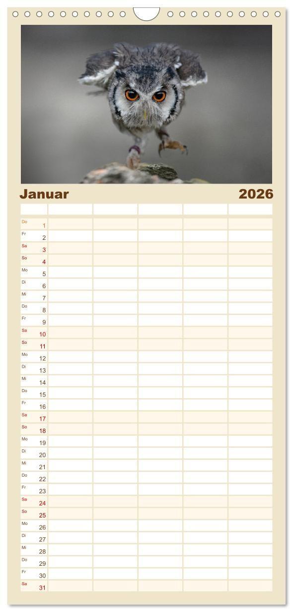 Beispielinhalt (Bild) Familienplaner 2026 - Eulen - schön und geheimnisvoll mit 5 Spalten (Wandkalender, 21 x 45 cm) CALVENDO