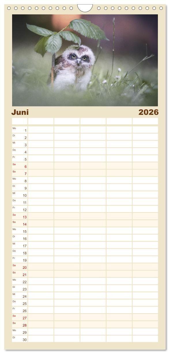 Beispielinhalt (Bild) Familienplaner 2026 - Eulen - schön und geheimnisvoll mit 5 Spalten (Wandkalender, 21 x 45 cm) CALVENDO