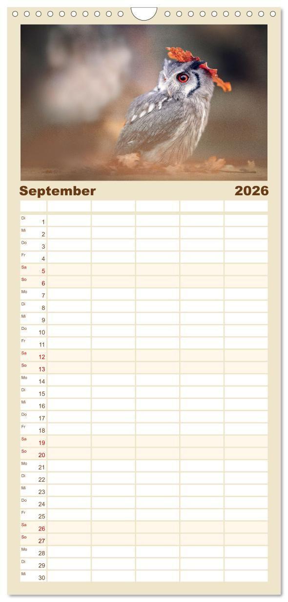 Beispielinhalt (Bild) Familienplaner 2026 - Eulen - schön und geheimnisvoll mit 5 Spalten (Wandkalender, 21 x 45 cm) CALVENDO