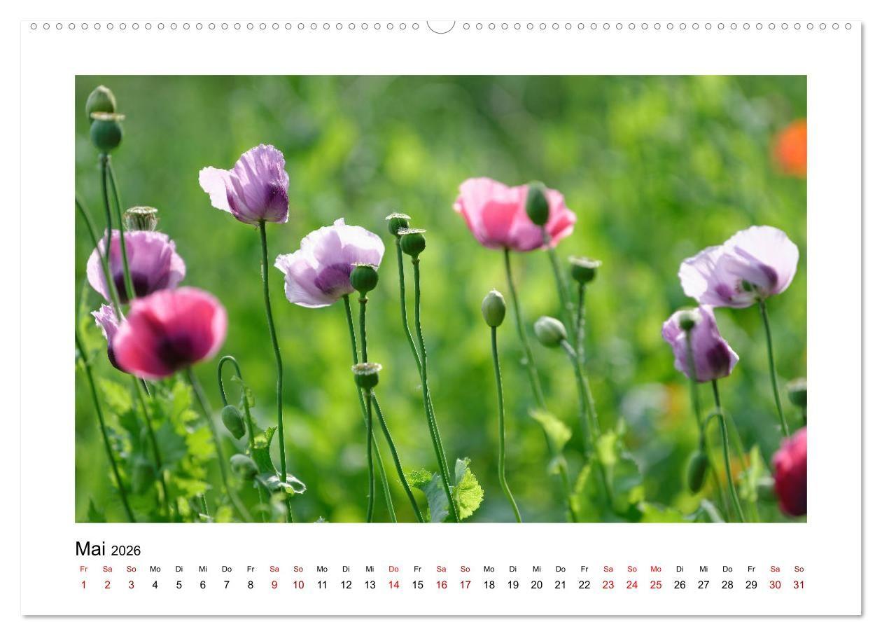 Beispielinhalt (Bild) Garten-Idylle 2026 (Wandkalender 2026 DIN A2 quer), CALVENDO Monatskalender