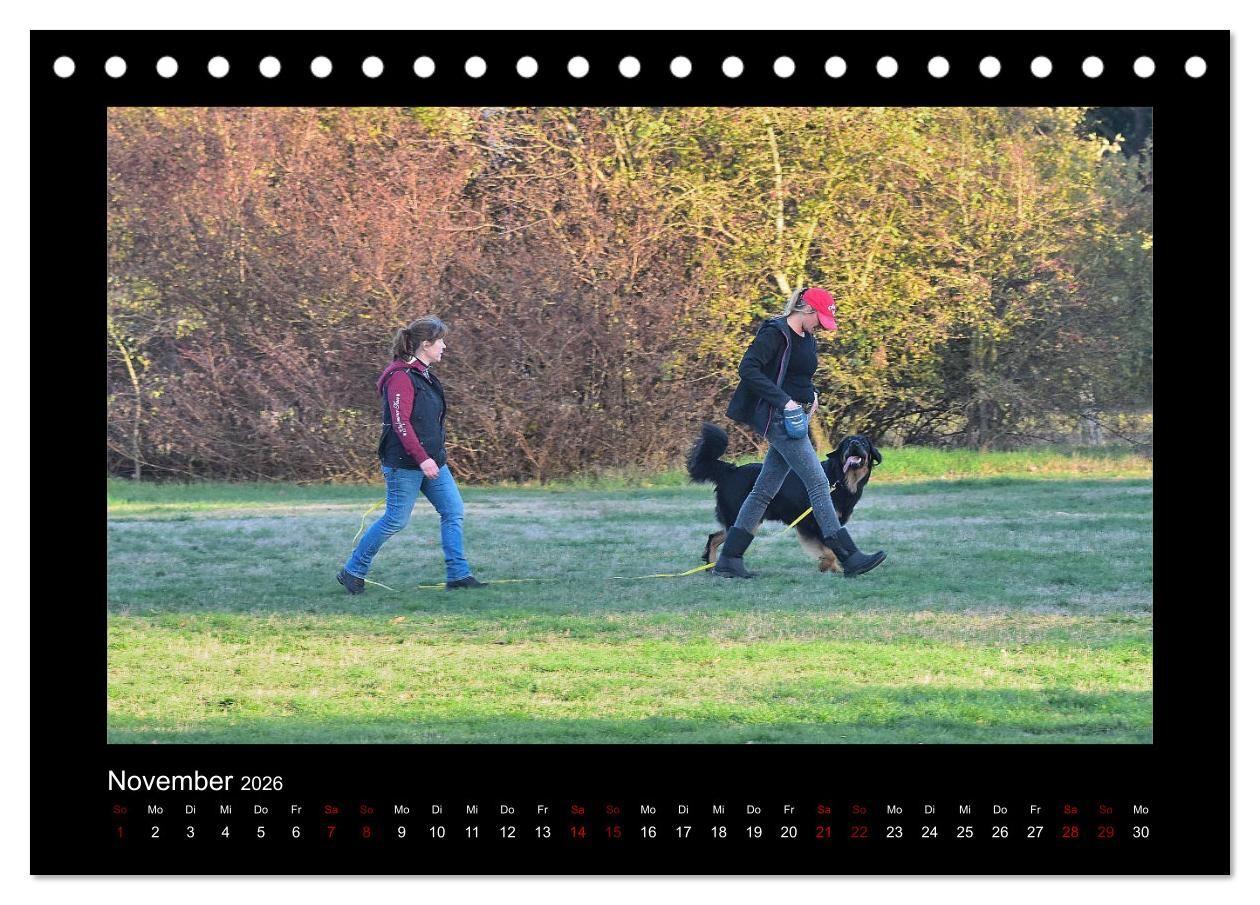 Beispielinhalt (Bild) Der Hovawart... Dein Freund fürs Leben ! (Tischkalender 2026 DIN A5 quer), CALVENDO Monatskalender