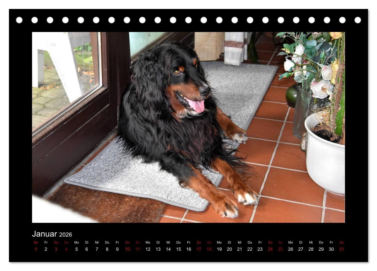 Beispielinhalt (Bild) Der Hovawart... Dein Freund fürs Leben ! (Tischkalender 2026 DIN A5 quer), CALVENDO Monatskalender