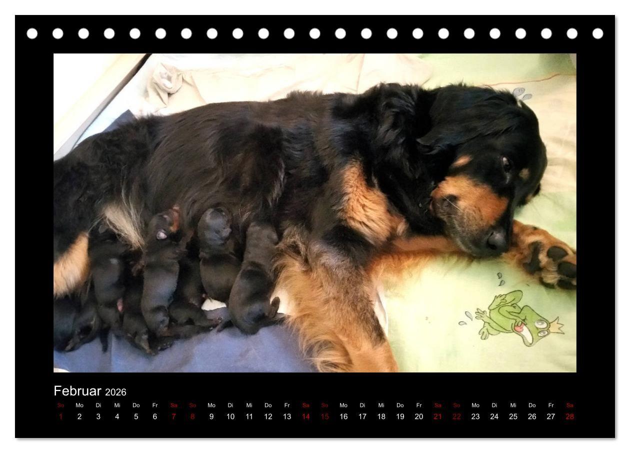 Beispielinhalt (Bild) Der Hovawart... Dein Freund fürs Leben ! (Tischkalender 2026 DIN A5 quer), CALVENDO Monatskalender