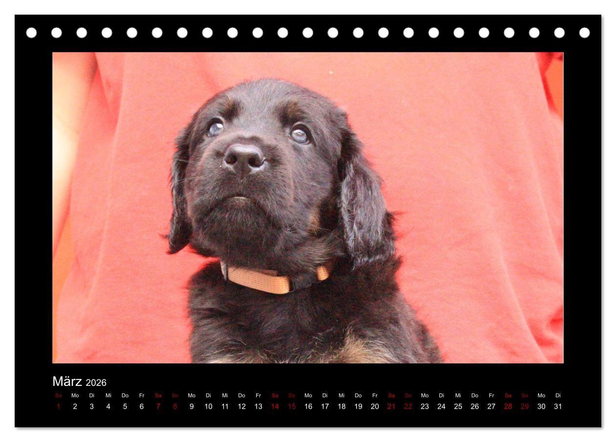 Beispielinhalt (Bild) Der Hovawart... Dein Freund fürs Leben ! (Tischkalender 2026 DIN A5 quer), CALVENDO Monatskalender